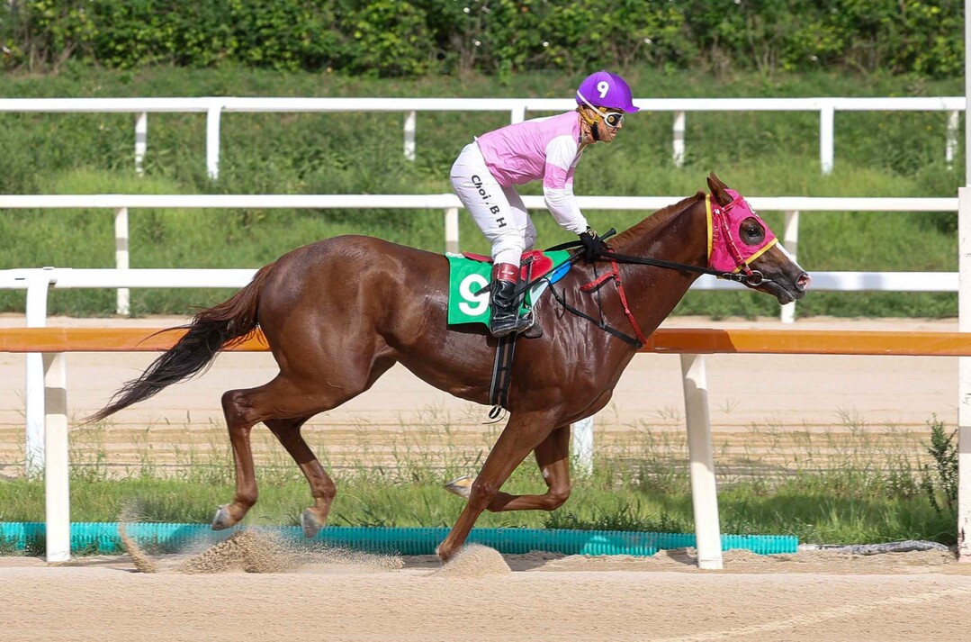 서울 8경주에서 낙승한 ‘치프스타(암, 한국, 2세)’의 질주 모습.  이하 렛부경 제공