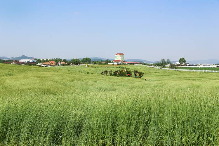 농협경제지주, 동계작물 목초 등 사료...