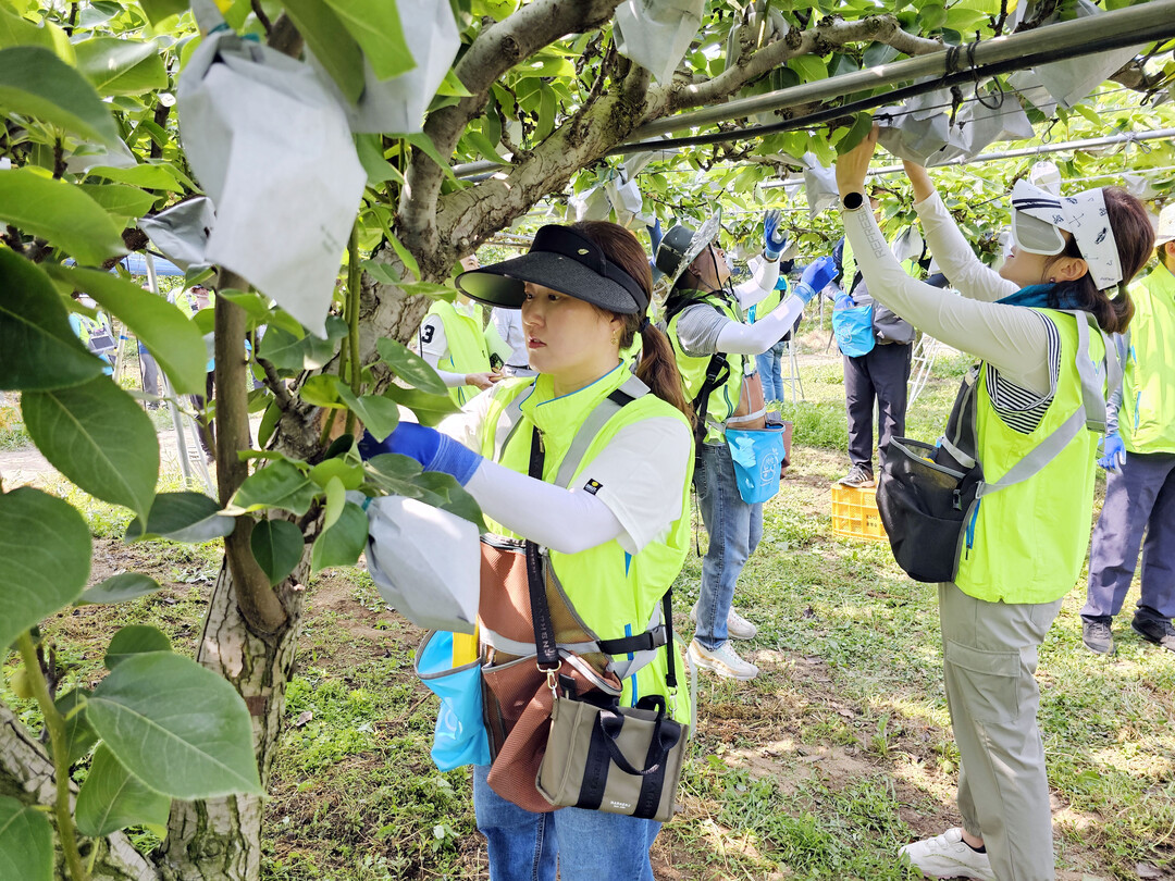 농협, 본격적인 수확철을 맞아 농촌일...