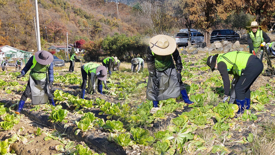 농협상호금융, 김장철 맞아 배추 농가...