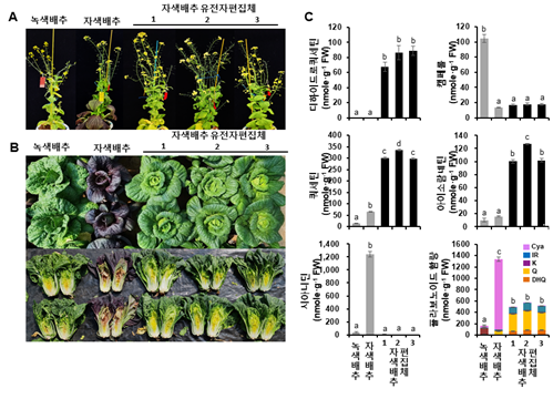 유전자가위로 ‘고기능성 배추’ 개발…...