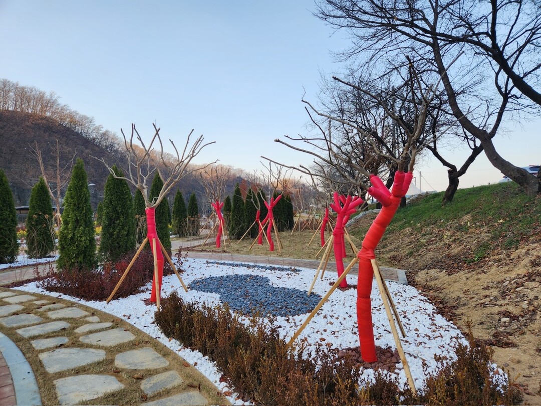 의성군, 가로수 월동 준비 완료… 수...