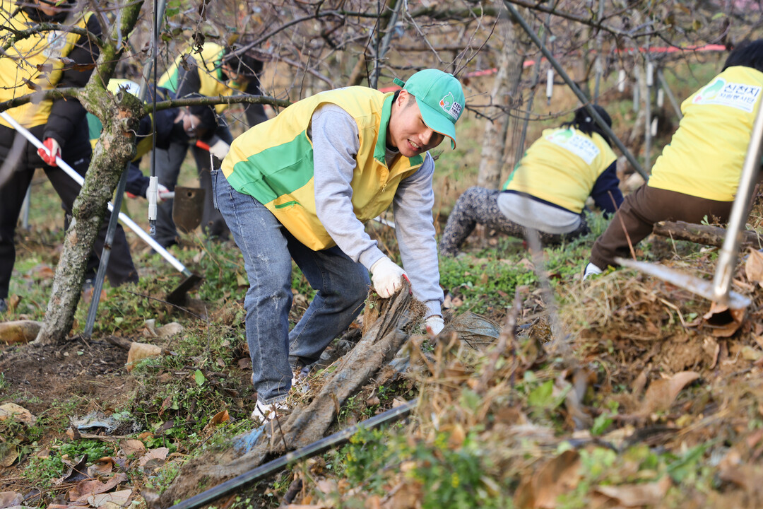 신천지자원봉사단, 청도서 농가 골칫거...