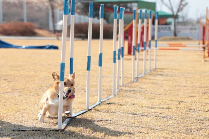 의성 펫월드.(로컬세계DB)

