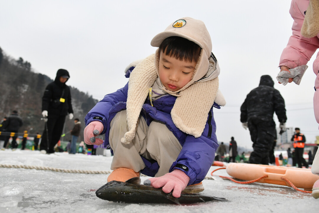18일, 주말을 맞아 이른 오전부터 화천산천어축제장을 찾은 어린이가 산천어를 잡고 있다. 
