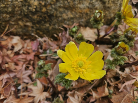월출산국립공원에 ‘봄의 전령’ 복수초 개화…봄 소식 전해