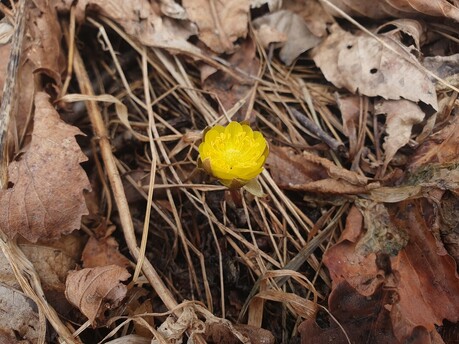 눈을 뚫고 피어난 노란 숨결…‘복수초’ 태백산 봄을 먼저 열다