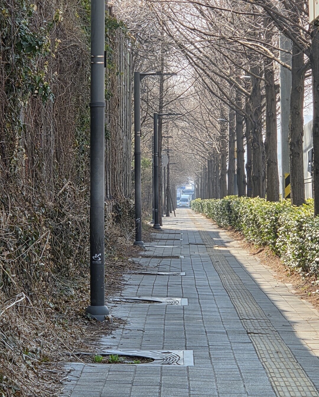 [단독] “인천 서구, 관리 부실로 가로수 고사…주민들 ‘미세먼지 고통’ 호소”
