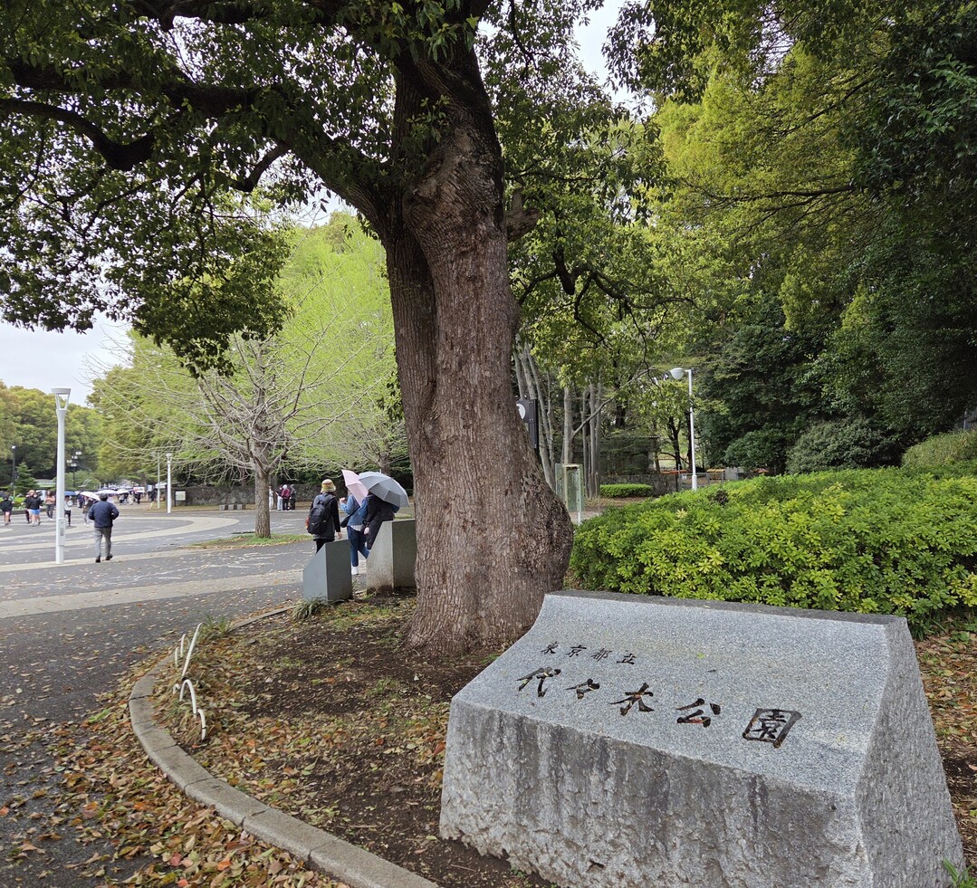 도쿄 요요기 공원, 도심 속 ‘녹색 섬’을 가다