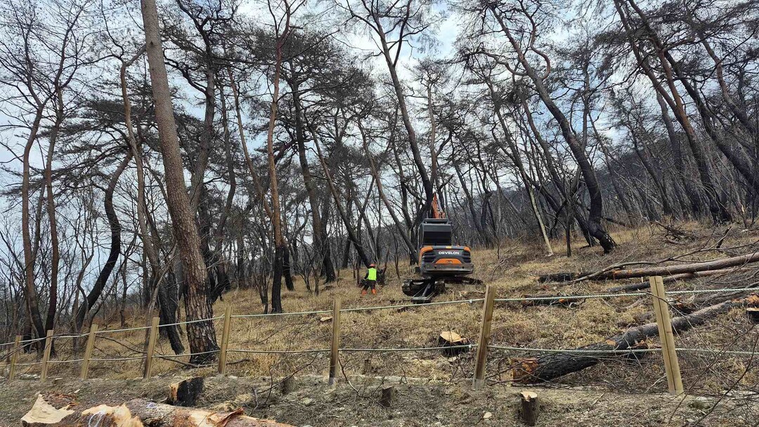 의성군, 산불피해지 위험목 제거사업 ...