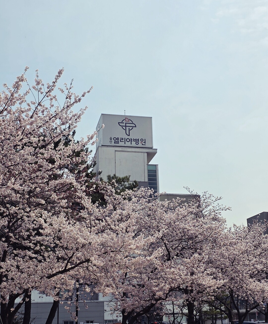 울산엘리야병원, ‘2026 벚꽃 사진 해시태그 이벤트’ 개최