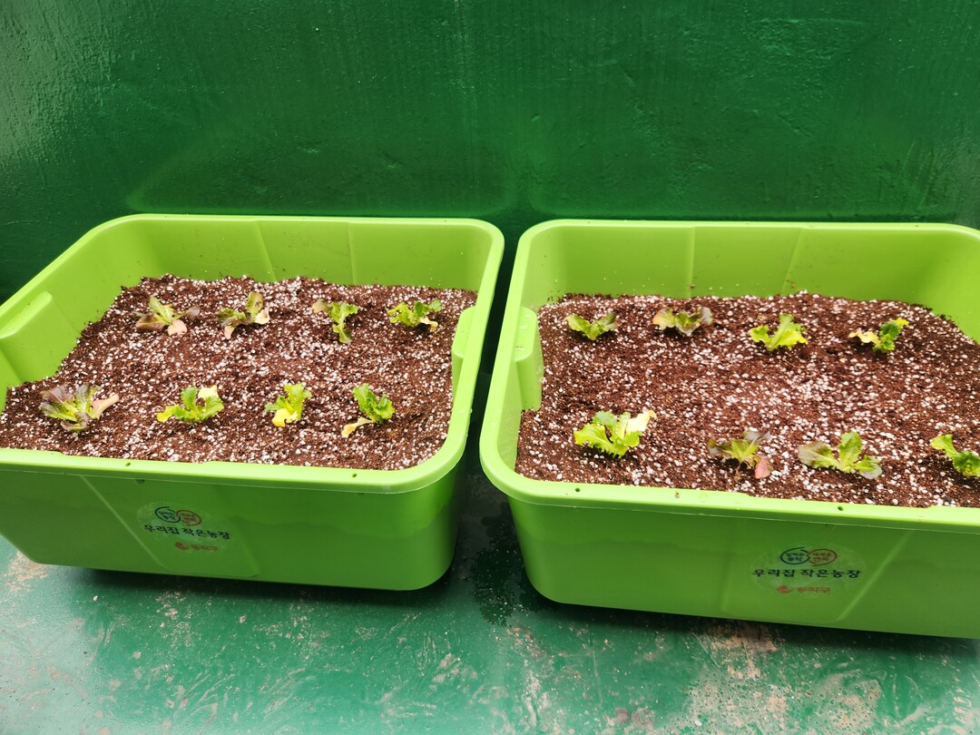 “만 원으로 가꾸는 미니 텃밭!” 동...