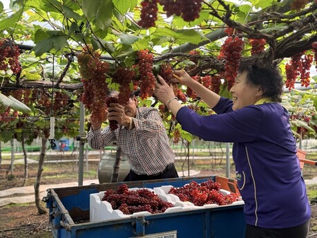 대전 조기가온 농업 성과 본격화…씨없는 델라웨어 포도 첫 출하로 봄 시장 판도 흔든다