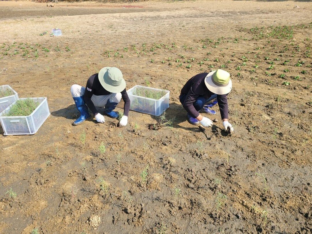 경기도, 화성·안산 갯벌에 블루카본 생태계 확대…2,200㎡ 규모 구축