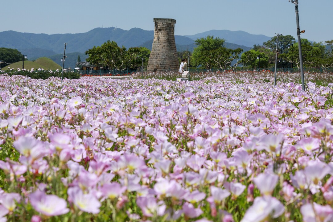 경주 동부사적지, 초여름 꽃물결 장관...
