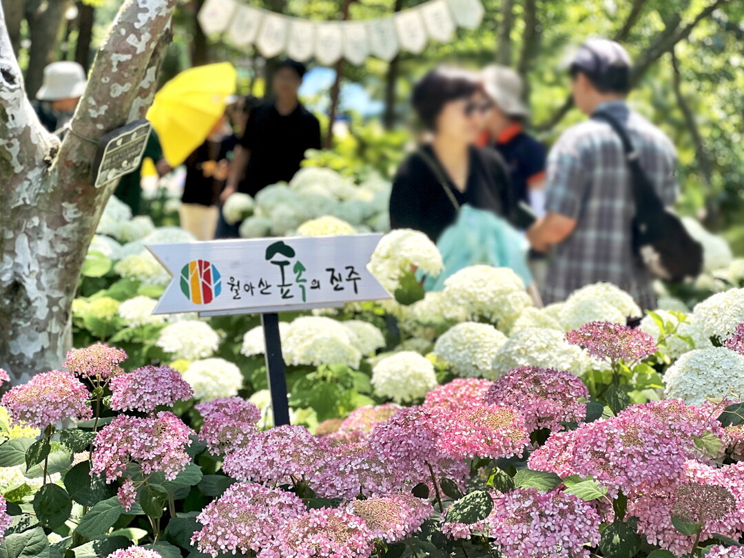 진주시, 정원박람회 연계 ‘수국수국 ...