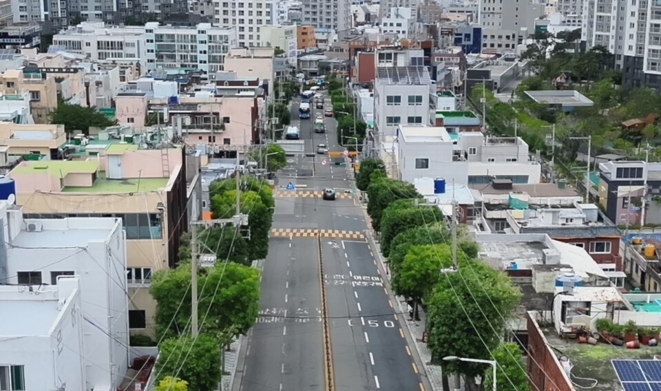 부산 남구, 은행나무 테마전정 확대 ...