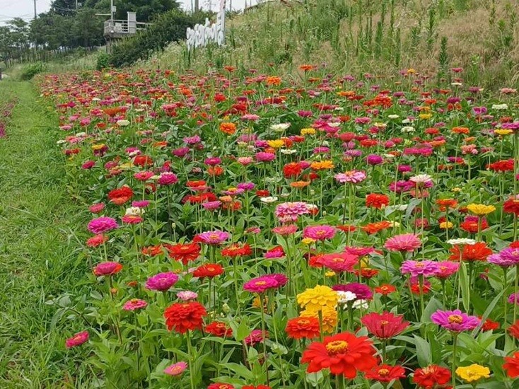 파주시 조리읍, 공릉천 수변공원 백일...