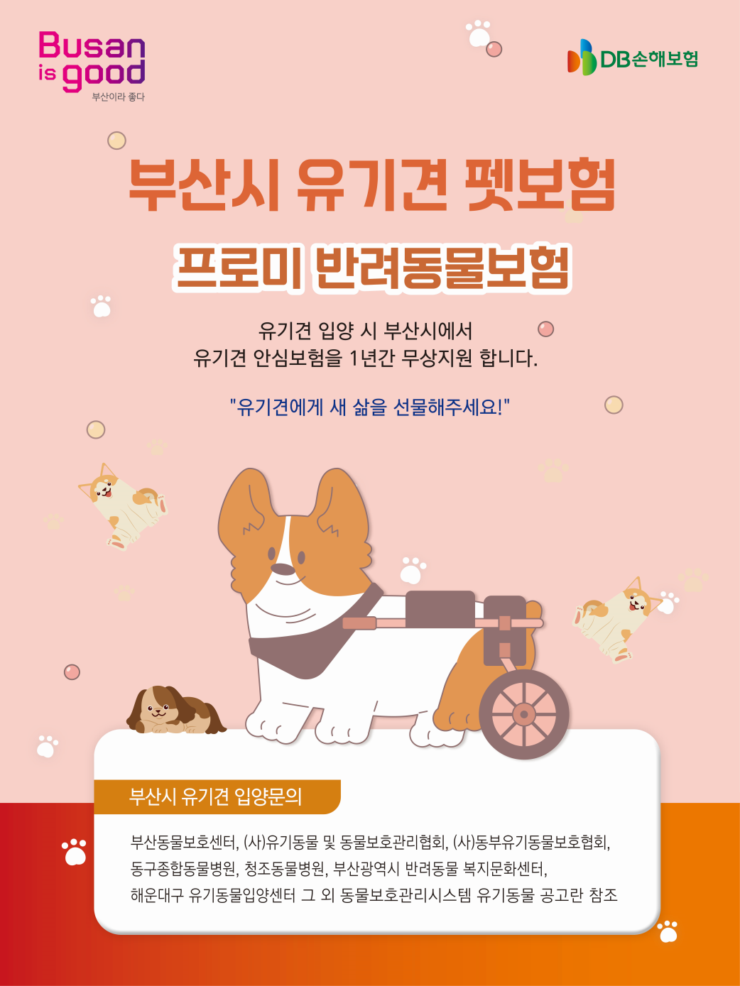 부산시, 유기견 입양하면 펫보험 1년...