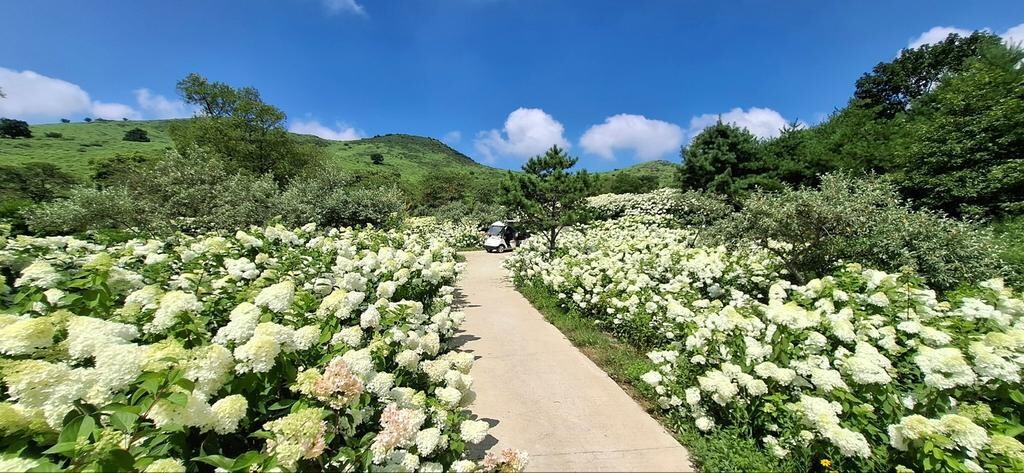 합천군 황매산 수국 정원, 여름 대표...