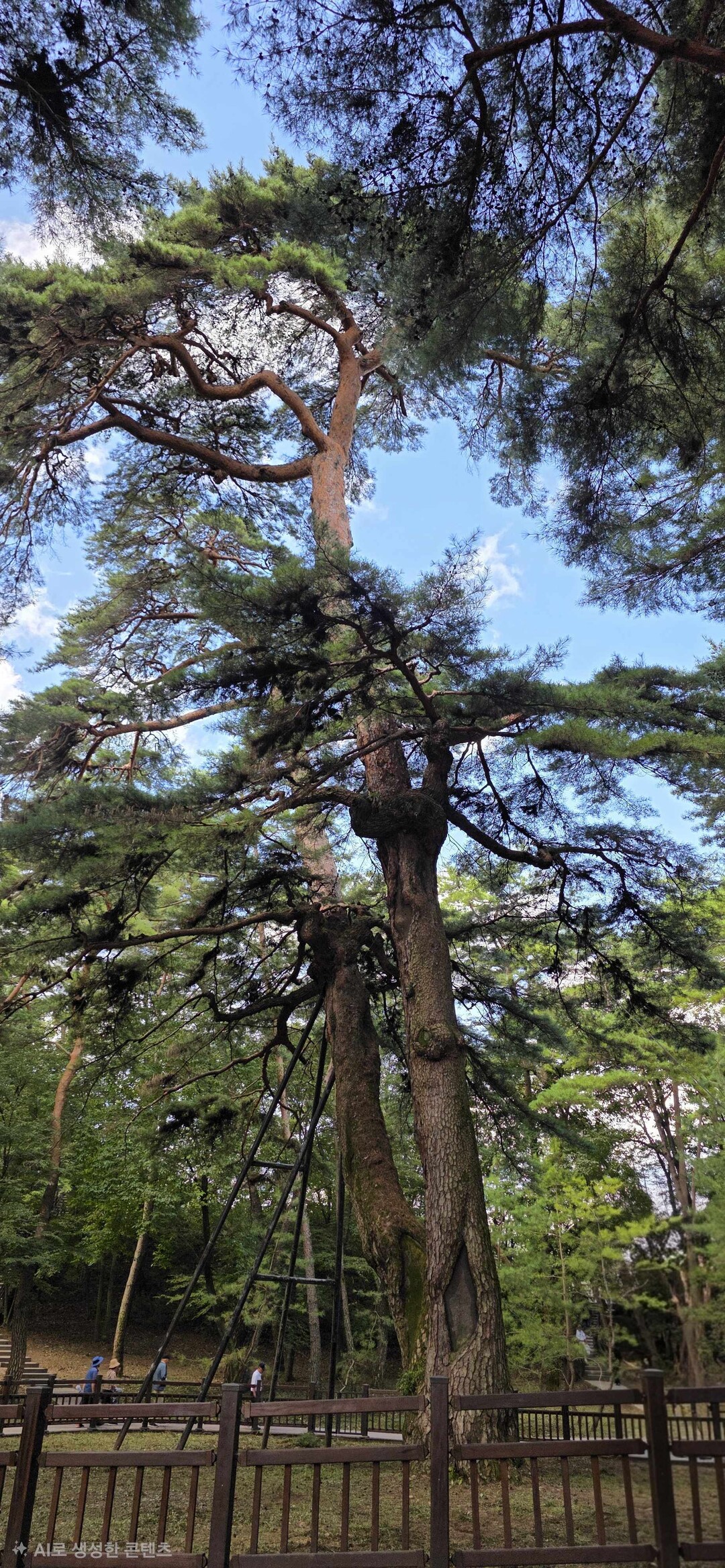 관음송觀音松