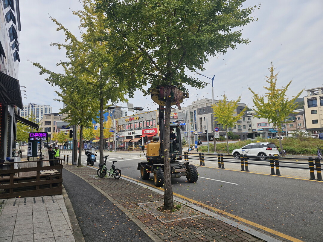 인천 영종구, 가을철 은행 열매 집중...